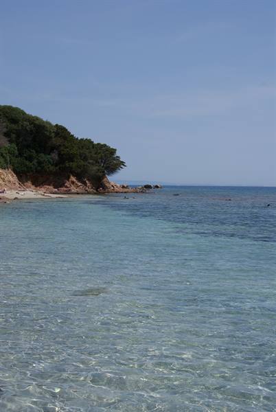 Beach with clear turquoise water and rocky pine-covered shore under blue sky