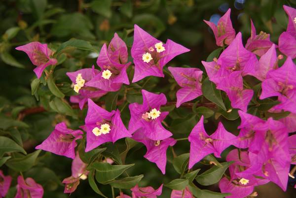 Magenta bougainvillea blooms with tiny white flowers among green leaves