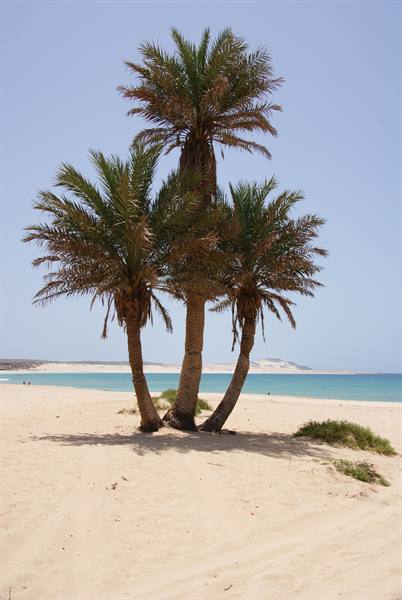 Date palms on white sand facing the turquoise sea at Praia de Santa Mónica