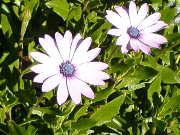 daisies