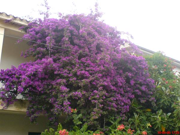 the home garden