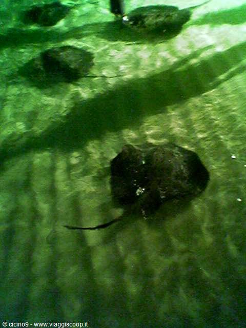night swim with the rays