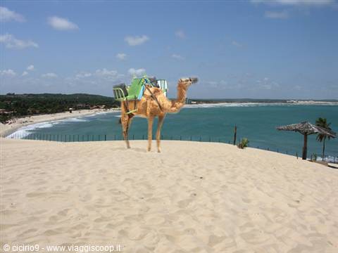 the camels on the road to Genipabu