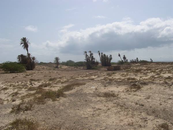 the desert