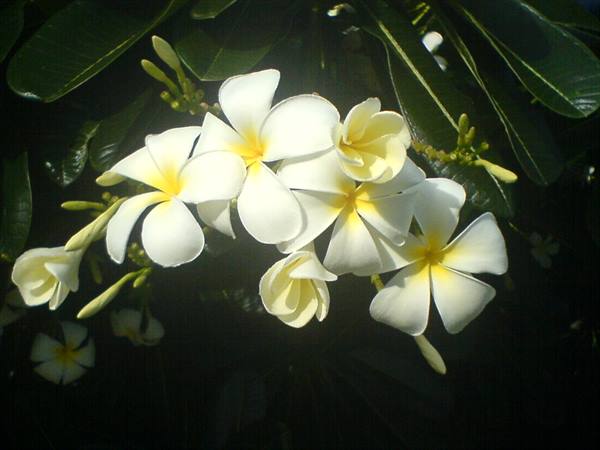 flowers