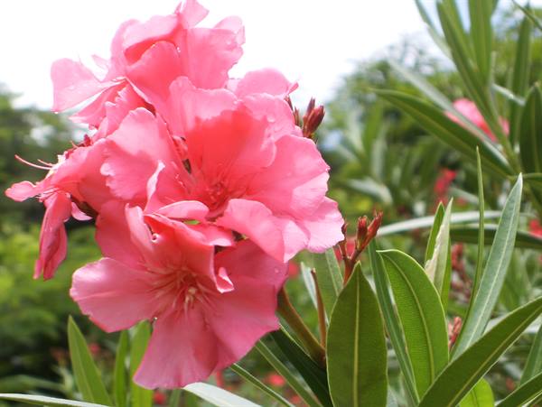 flowers
