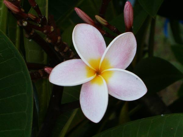 more flowers