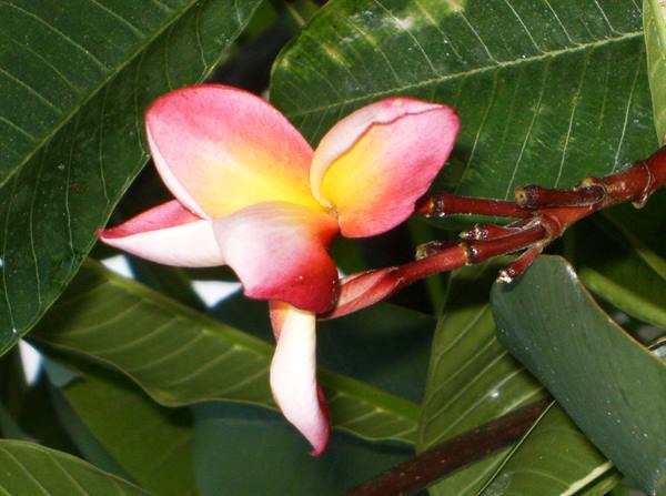 more flowers
