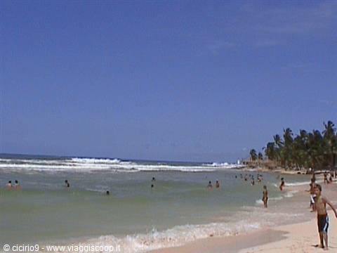 Swimmers on light sand beach with palms and waves under blue sky