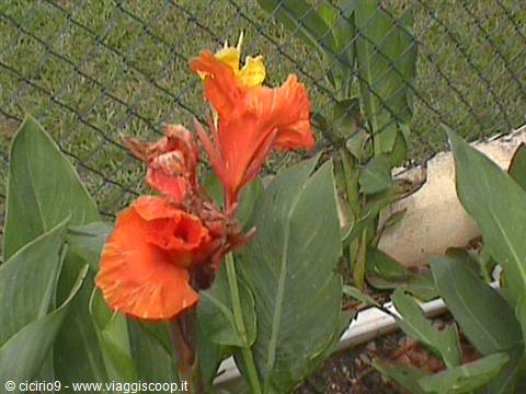flowers