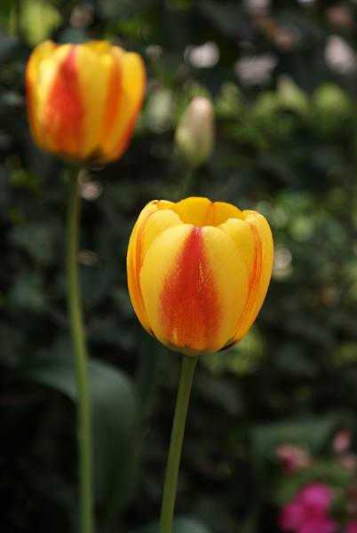 Yellow and red tulips blooming among garden greenery