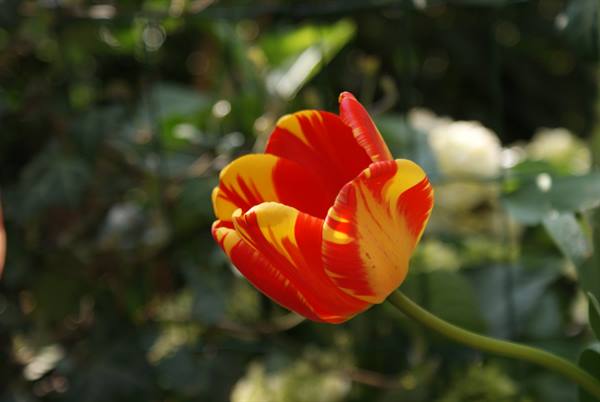 Red and yellow tulip open in sunlight among blurred green leaves
