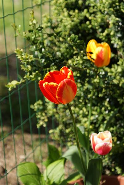 Red and yellow tulips blooming beside a green wire fence in sunlight