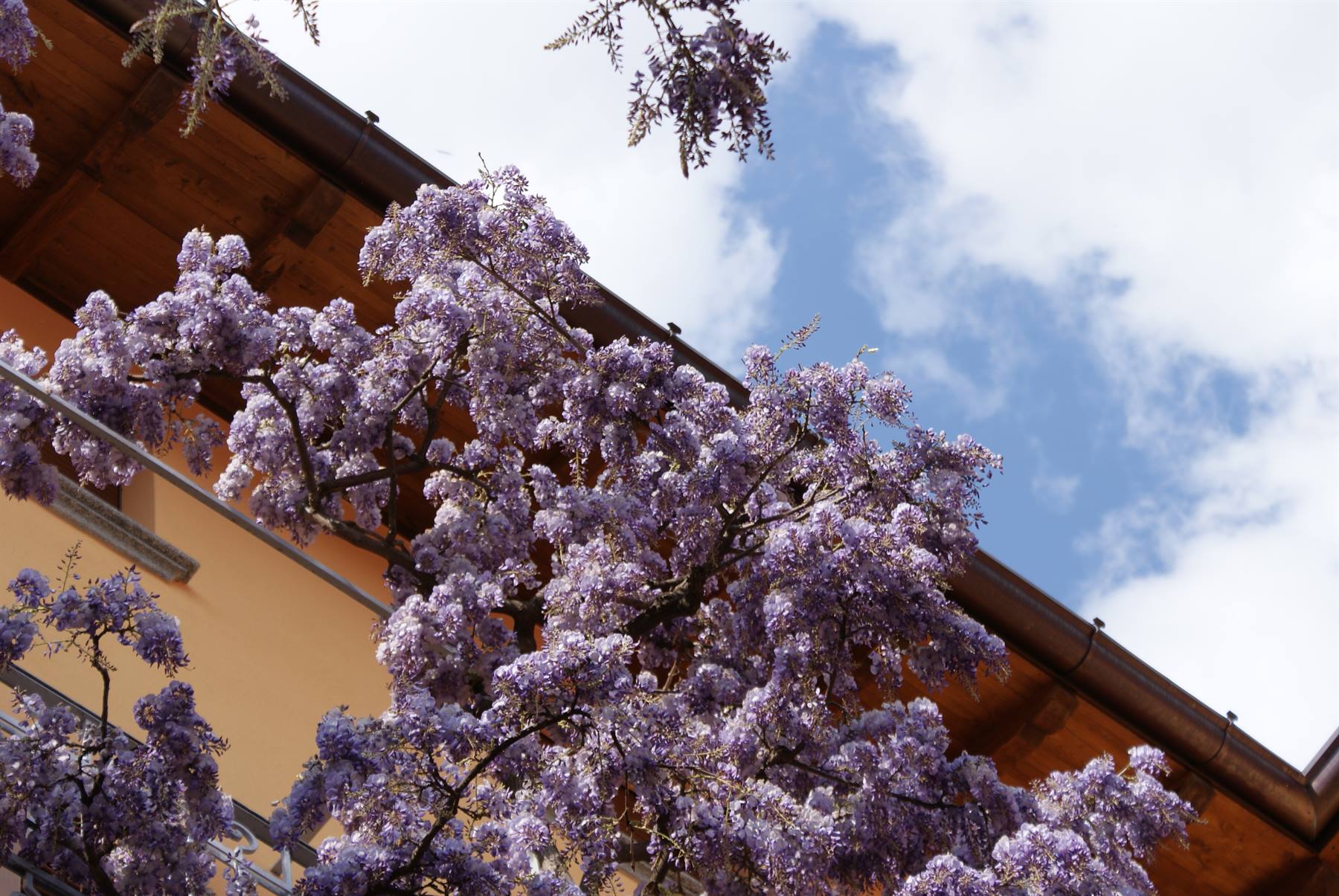 Wisteria blossoms in front of a wooden roof, blue sky with clouds