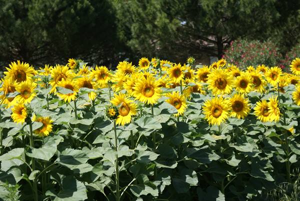 the sunflowers