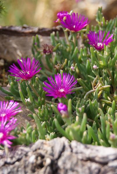 Flowers in Val Brembana