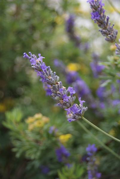 Flowers in Val Brembana