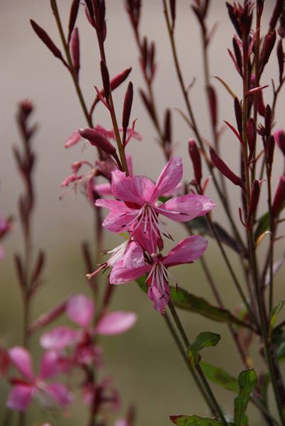 Flowers in Val Brembana