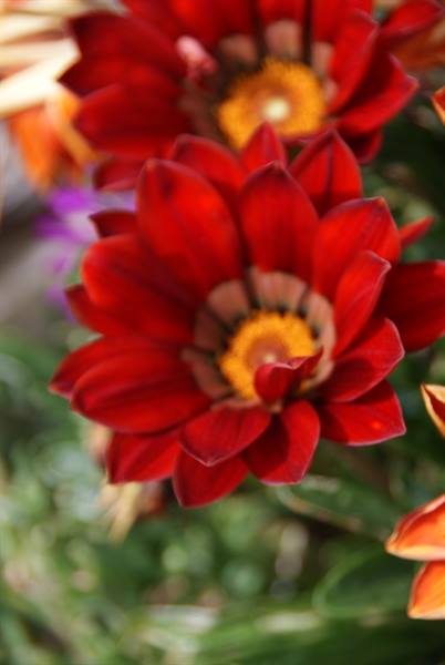 Flowers in Val Brembana