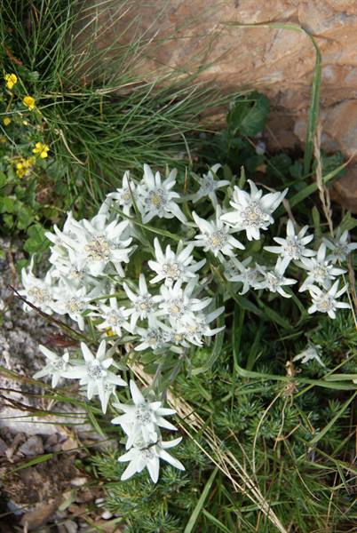 Flowers in Val Brembana
