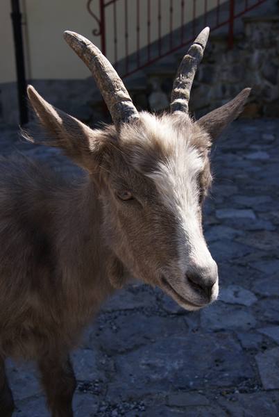 Santa Brigida the town goat