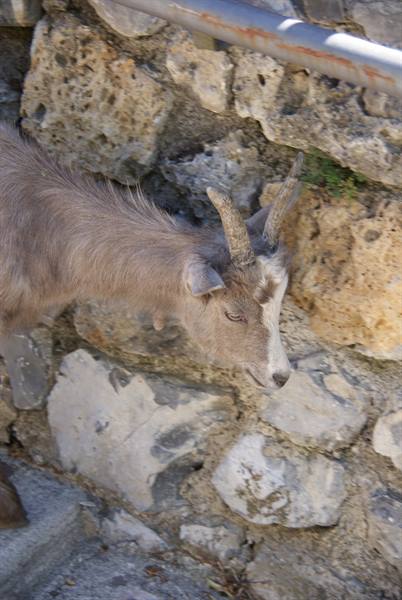 Santa Brigida the town goat