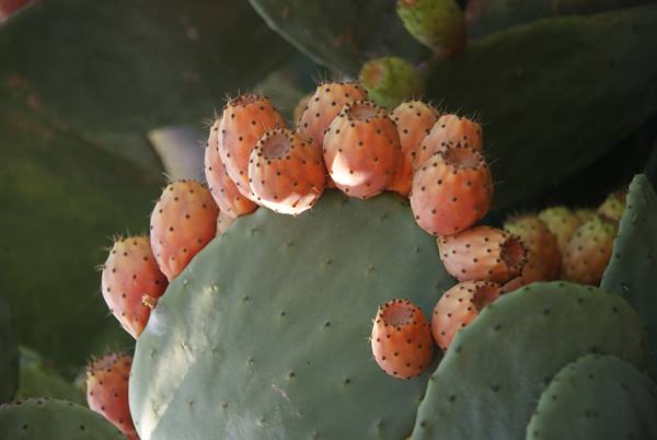 Pantelleria flora