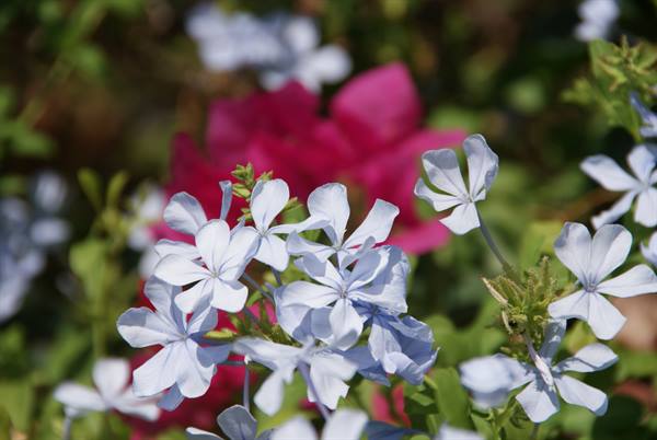 Pantelleria flora