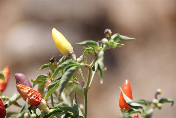 Pantelleria flora