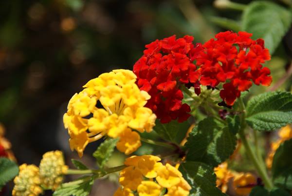 Pantelleria flora