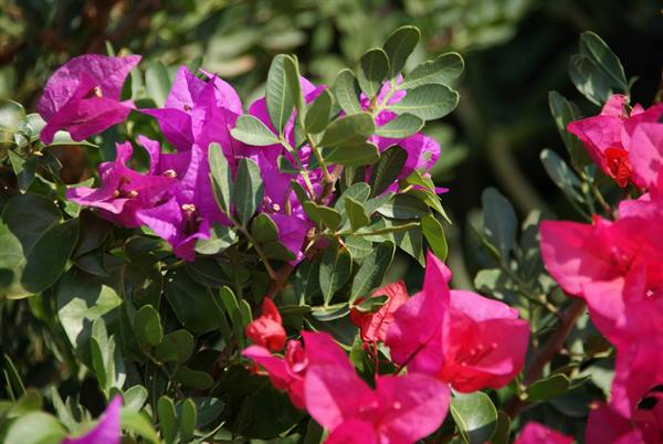 Pantelleria flora