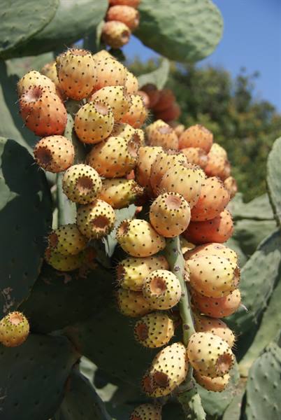 Pantelleria flora