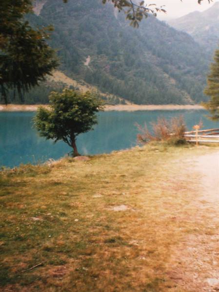 Lone tree on grassy shore beside turquoise lake beneath forested mountains