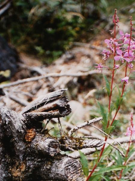 Pink fireweed flowers beside a decaying old log in the forest