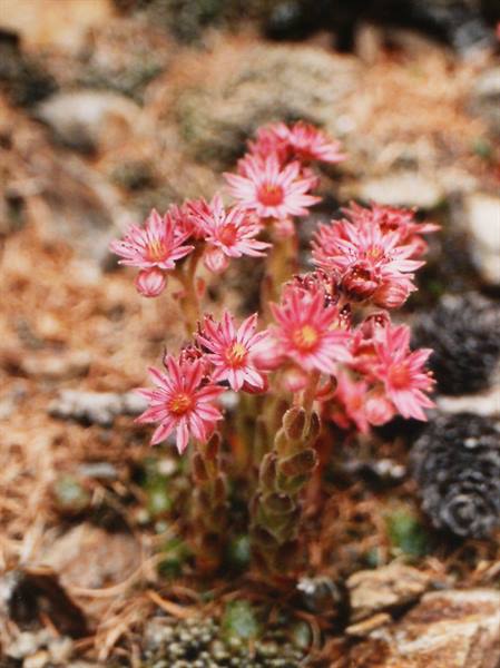 Pink mountain Sempervivum flowers on rocky ground with pinecones and dry needles
