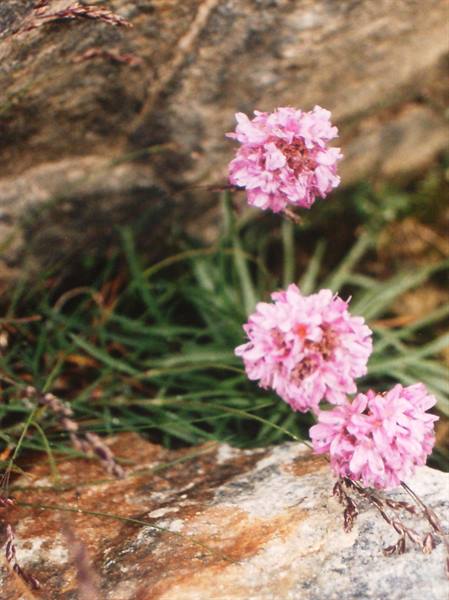 Pink thrift flowers blooming between grey rocks and green grass