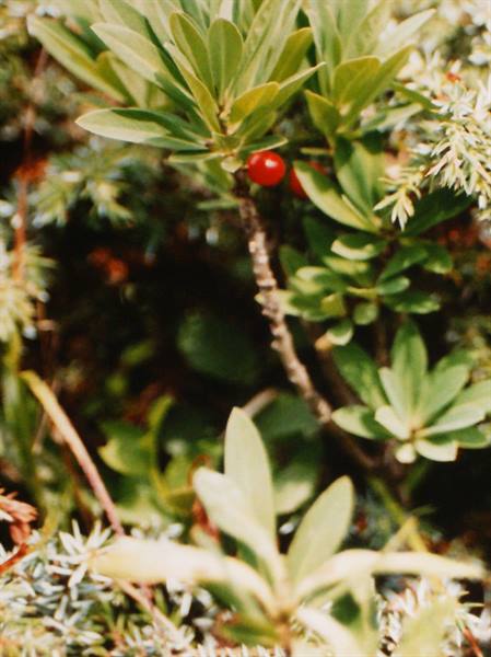 Red berry on woody stem among green leaves and juniper