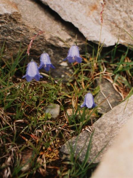 Blue bellflowers among grass and gray rocks in natural light