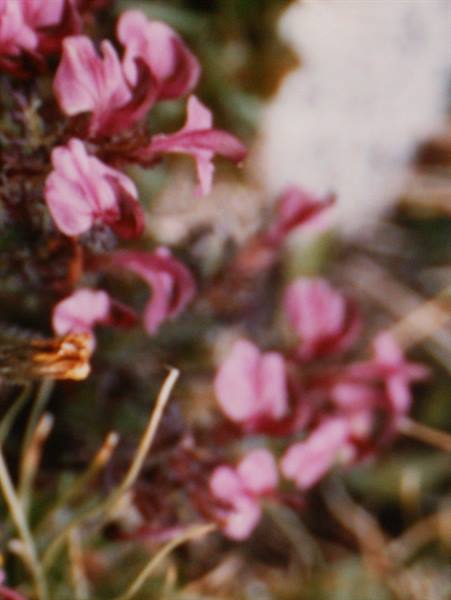 Pink lousewort flowers among dry grass blades in natural light