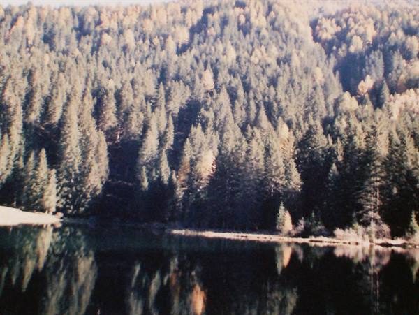Autumn conifers reflected in the calm waters of a mountain lake