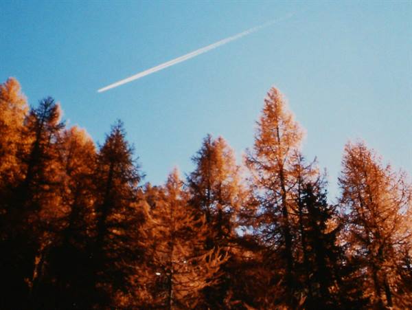 Airplane contrail crossing blue sky above orange autumn larches
