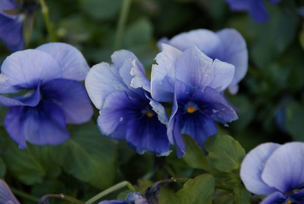 Blue pansies among green leaves, soft light on two-toned petals