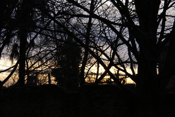 Bare branches silhouetted against cloudy dawn sky among trees