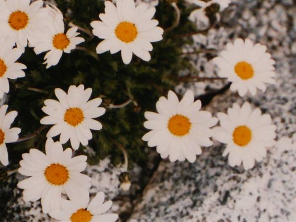 Wild white daisies with yellow centers growing among gray rocks