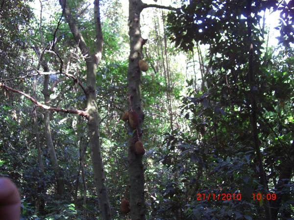 Figs growing directly on a tree trunk in tropical forest