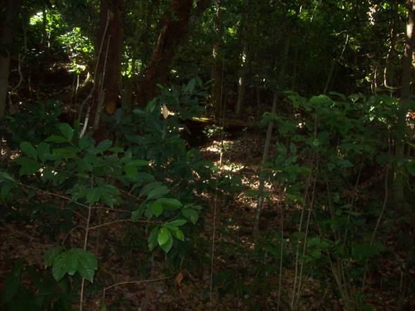 Dense undergrowth with shrubs and trunks, sparse sunlight filters through the trees