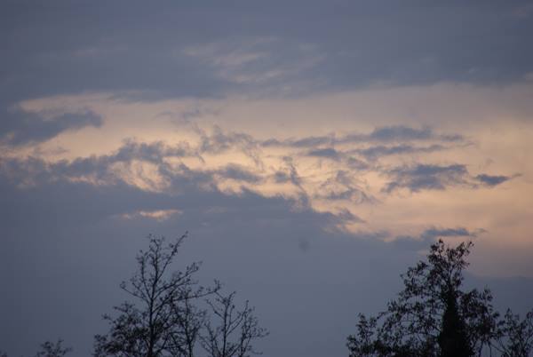 Pink-lit clouds among gray sky, tree crowns silhouetted below