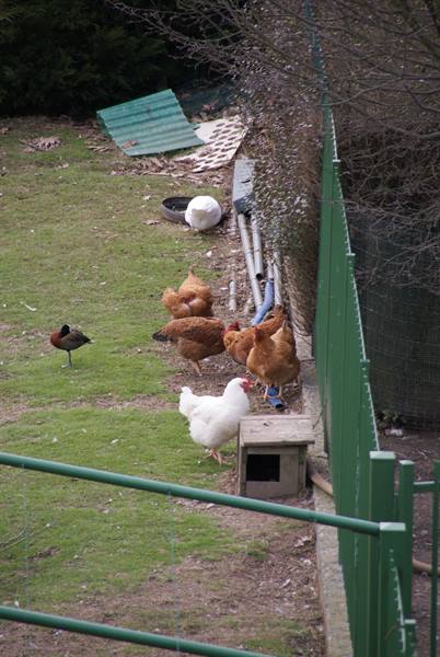 Brown hens and a white one pecking on grass beside a green fence