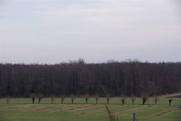 Pollarded willows in a row on green field before bare woodland