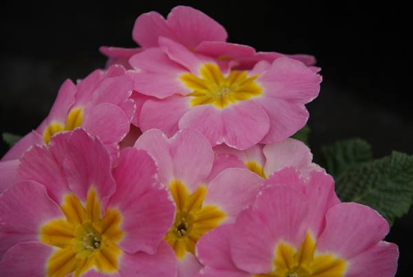 Pink primrose flowers with yellow centers against dark background